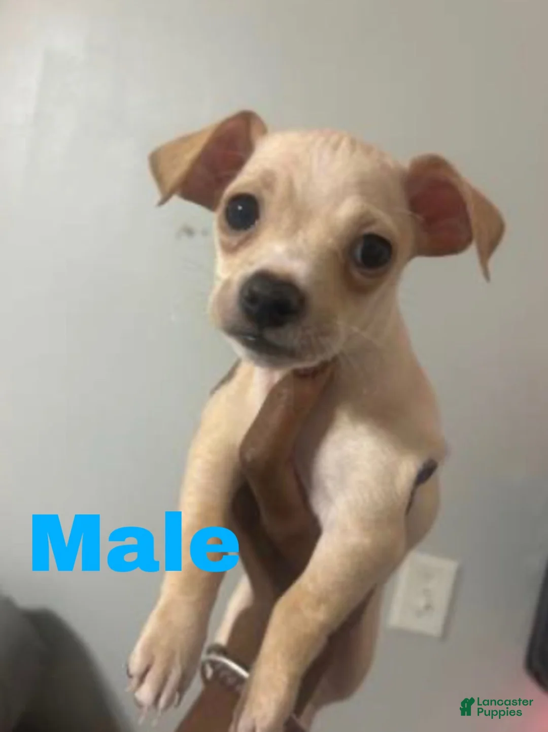 Chihuahua dogs for sale: Prince  - Ad 1
