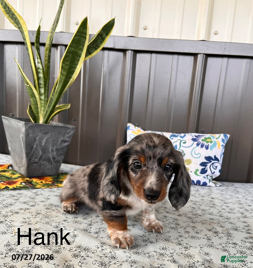 Miniature Dachshund dogs Hank - Ad 1