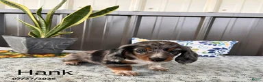 Hank