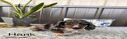 Miniature Dachshund dogs for sale: Hank - Ad 1