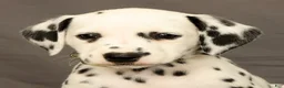 Dalmatian dogs for sale: Connie - Ad 9