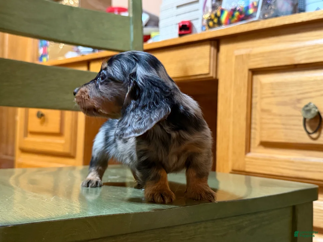 Dachshund dogs for sale: Chocolate mini long coat - Ad 26