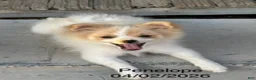 Pomeranian dogs for sale: Penelope - Ad 1