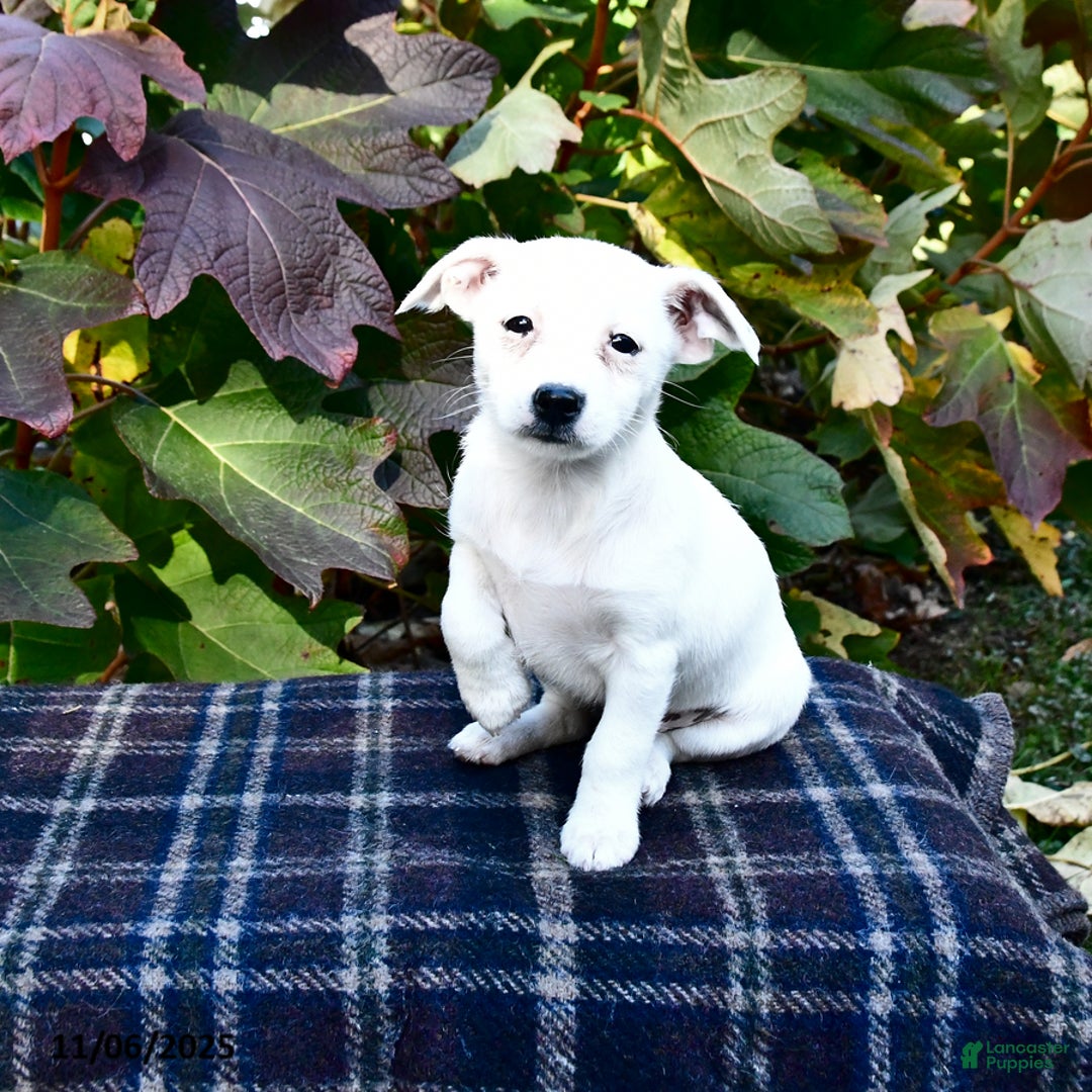 Mixed Breed dogs for sale: Bella   - Ad 1