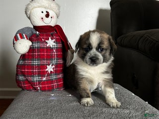 Mixed Breed dogs Nicky - Ad 9