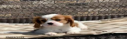 Cavalier King Charles Spaniel dogs for sale: Leo - Ad 3