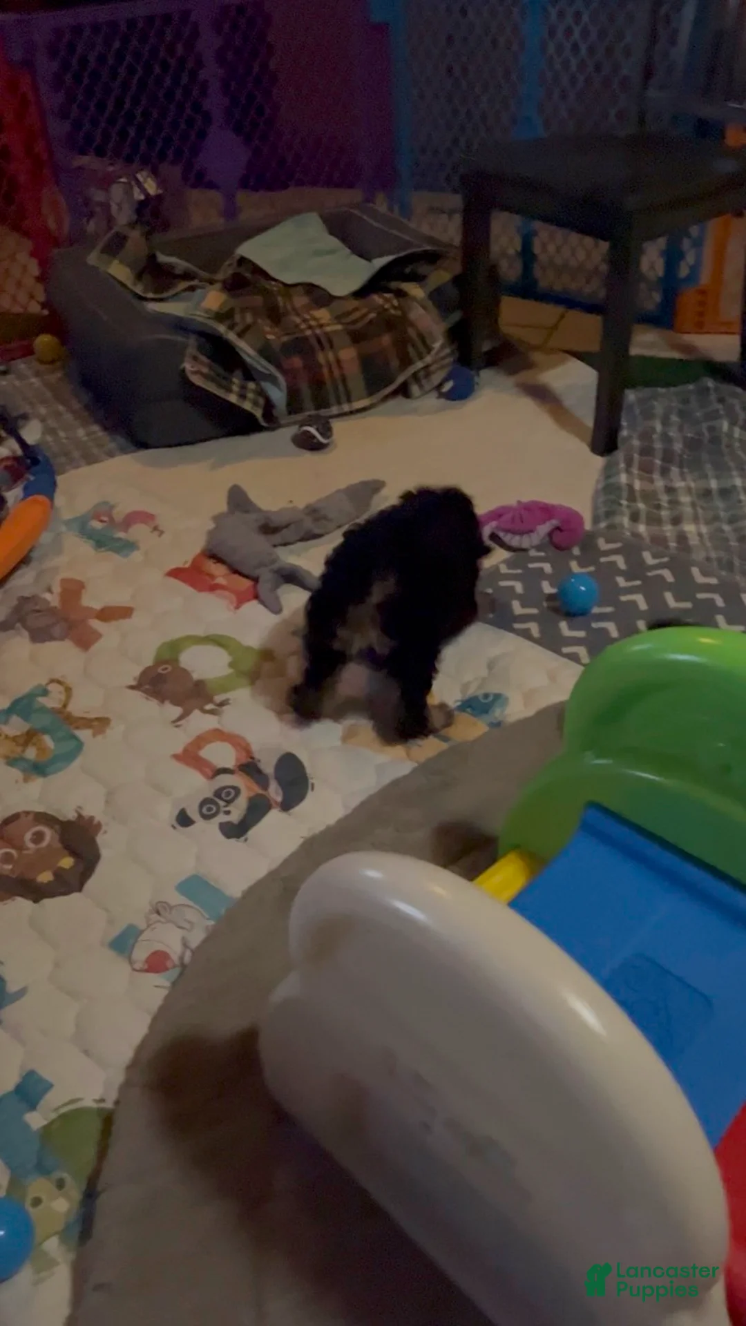 Bernedoodle dogs for sale: Summit - Ad 4