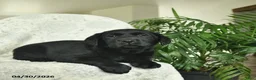 Labrador Retriever dogs for sale: Melody  - Ad 4