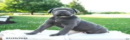 Cane Corso dogs for sale: Kira - Ad 3