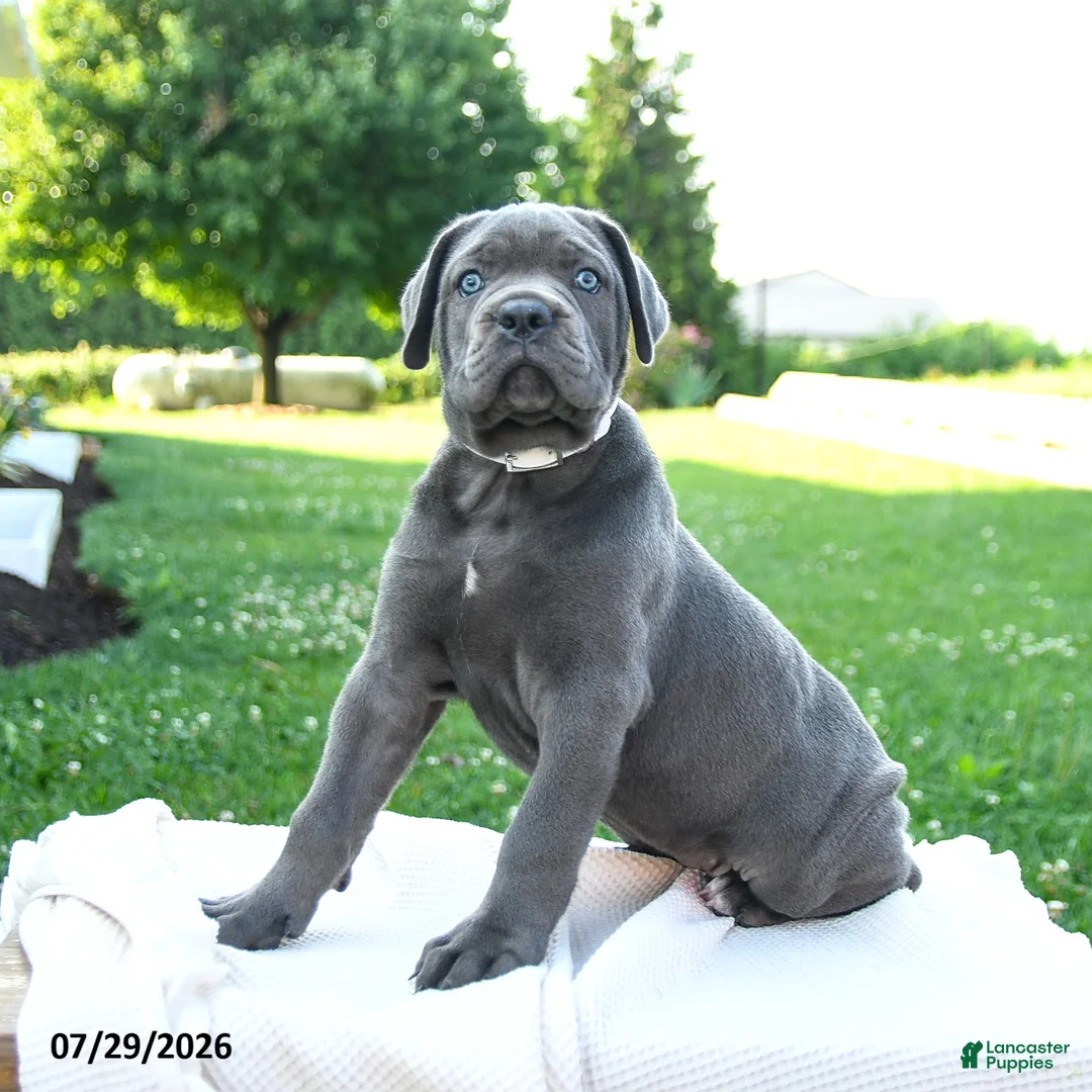 Cane Corso dogs for sale: Kira - Ad 3