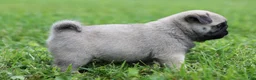 Pug dogs for sale: Champion Polly - Ad 2