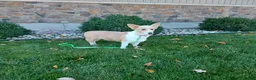 Welsh Corgi Pembroke dogs for sale: Welsh Corgi Pembroke Puppy 2 - Ad 7