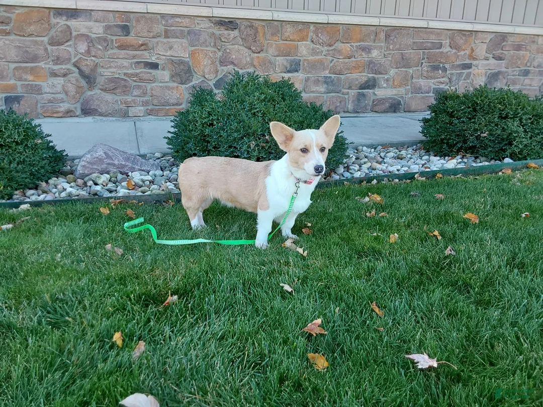 Welsh Corgi Pembroke dogs for sale: Welsh Corgi Pembroke Puppy 2 - Ad 7