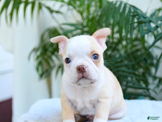 Boston Terrier dogs - Ad 39