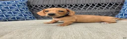 Miniature Dachshund dogs for sale: Black boy  - Ad 5