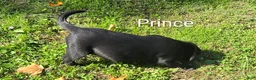 Labrador Retriever dogs for sale: Labrador Retriever PRINCE  - Ad 5