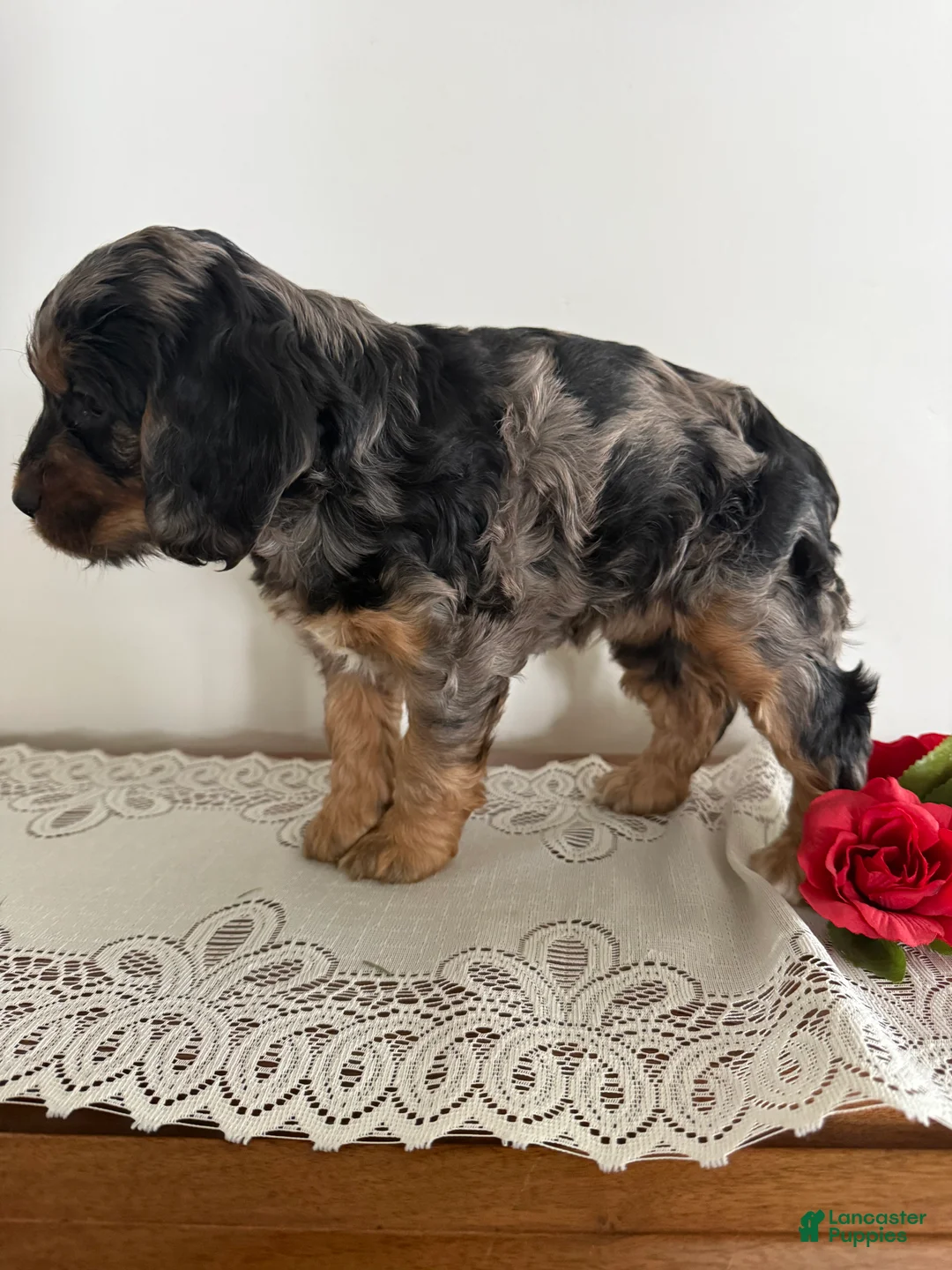 Cockapoo dogs for sale: Cockapoo Puppy 7 - Ad 2
