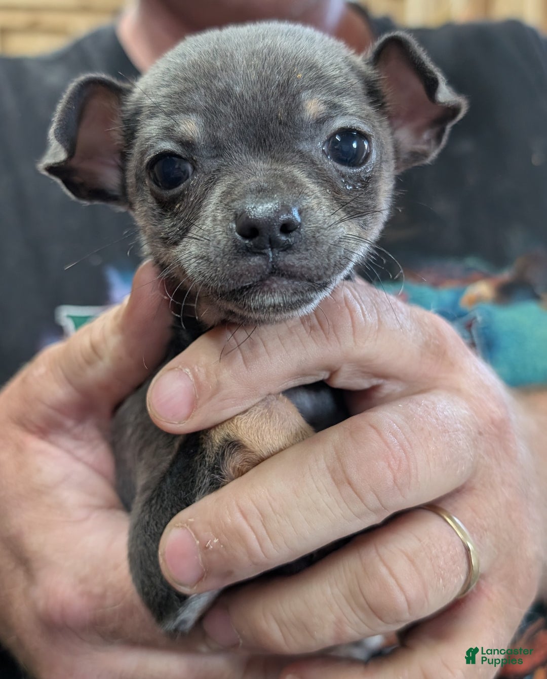 Maya for sale in Marion Lancaster Puppies