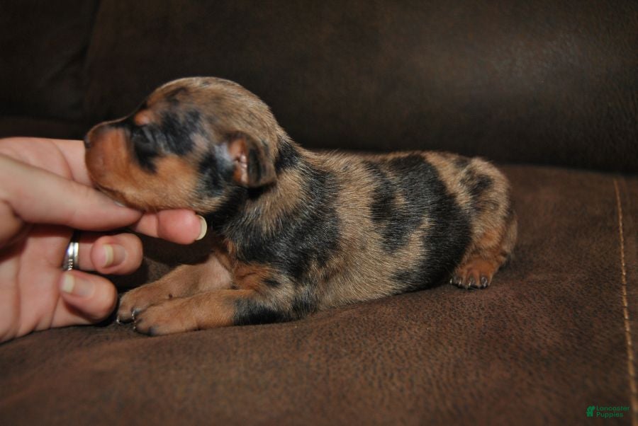Miniature Pinscher dogs Rex - Ad 2