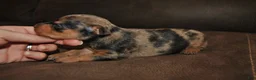 Miniature Pinscher dogs for sale: Rex - Ad 2