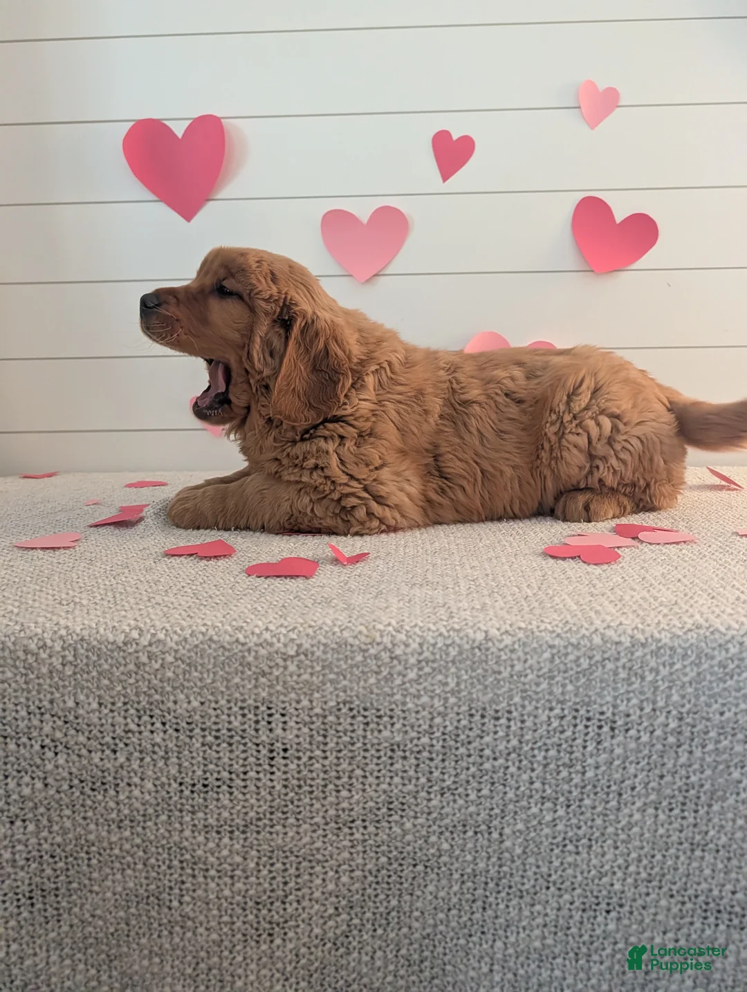 Golden Retriever dogs for sale: Duke  - Ad 14