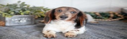 Miniature Dachshund dogs for sale: Isaac - Ad 3