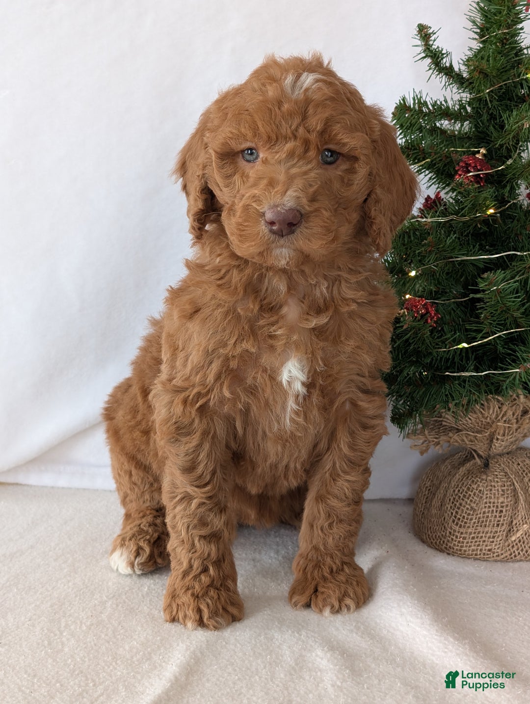 Goldendoodle dogs for sale: Miss Gracie  - Ad 18