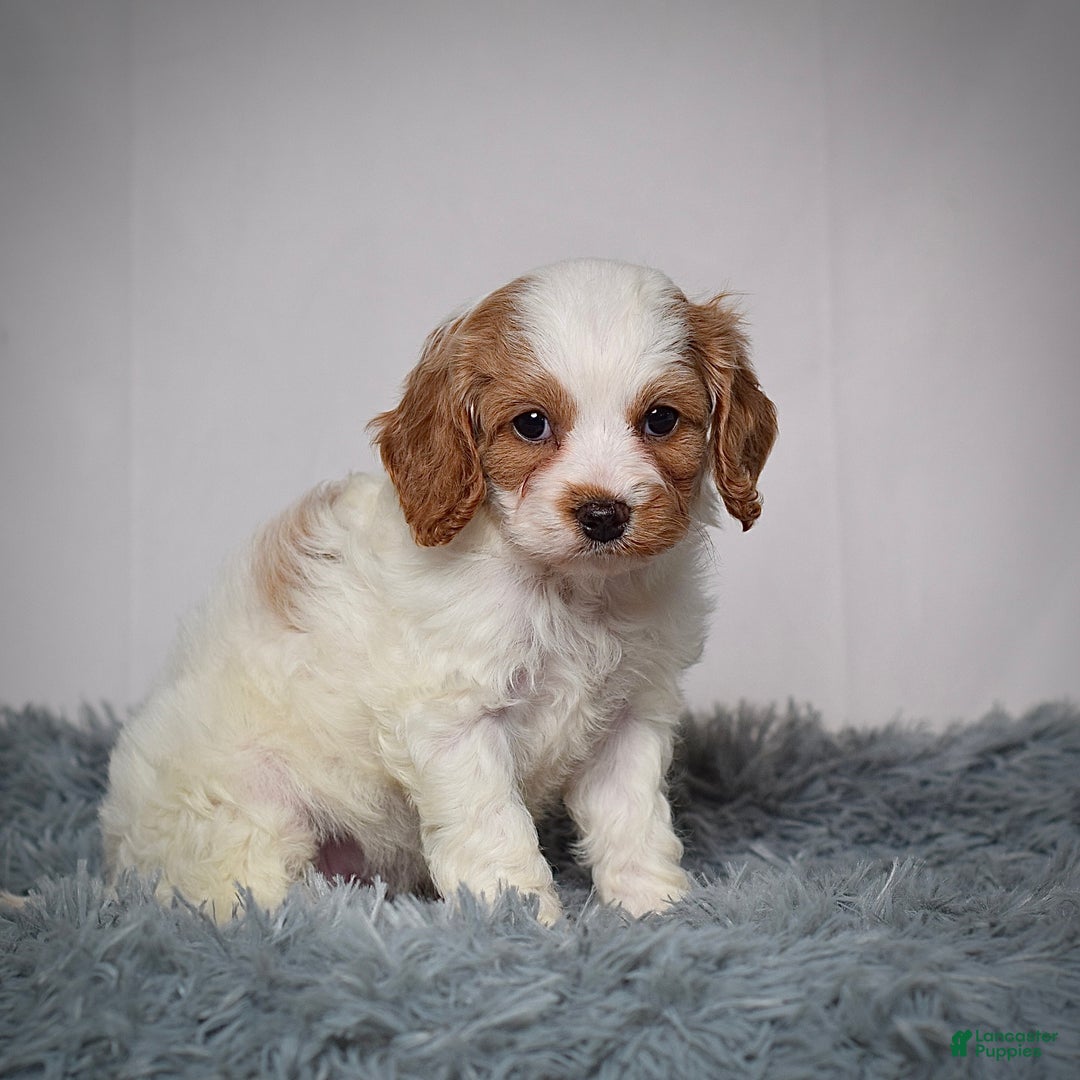 Cavapoo dogs for sale: Ms. Lacey - Ad 6