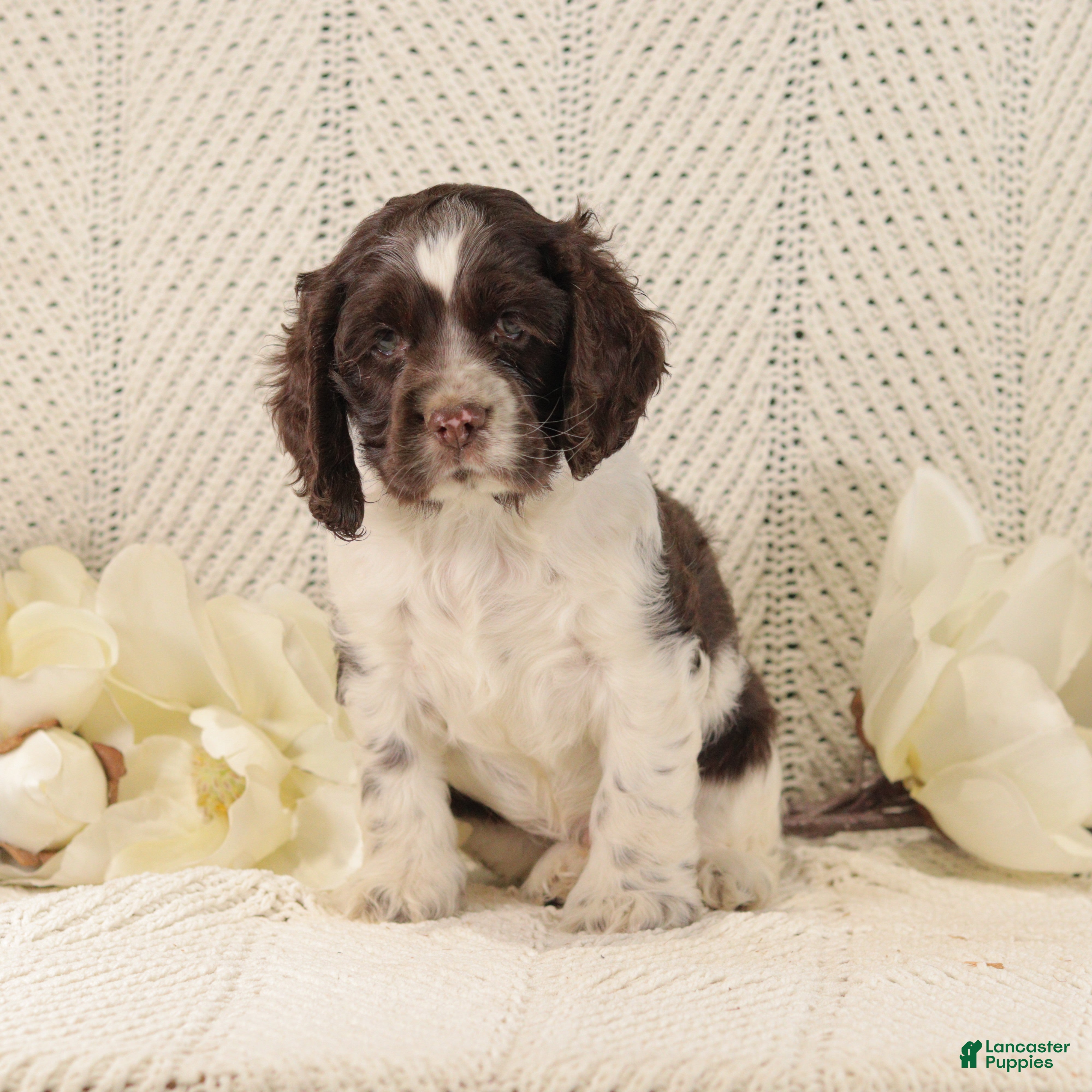 Cocker Spaniel dogs Buster - Ad 39