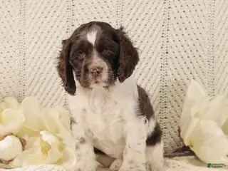 Cocker Spaniel dogs Buster - Ad 39