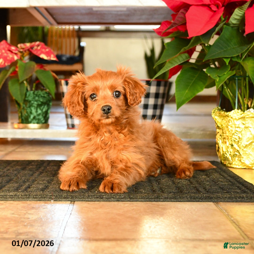 Cavapoo dogs for sale: Merry - Ad 2