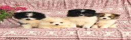 Pomeranian dogs for sale: May - Ad 5