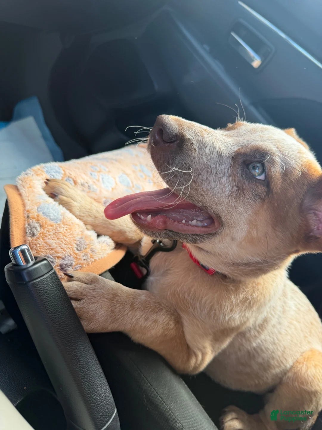 Australian Cattle Dog dogs for sale: Australian Cattle Dog 1 - Ad 2