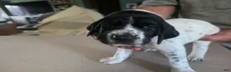 German Shorthaired Pointer dogs for sale: German Shorthaired Pointer ( blue collar ) - Ad 5