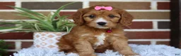 Cavapoo dogs for sale: Honey - Ad 13