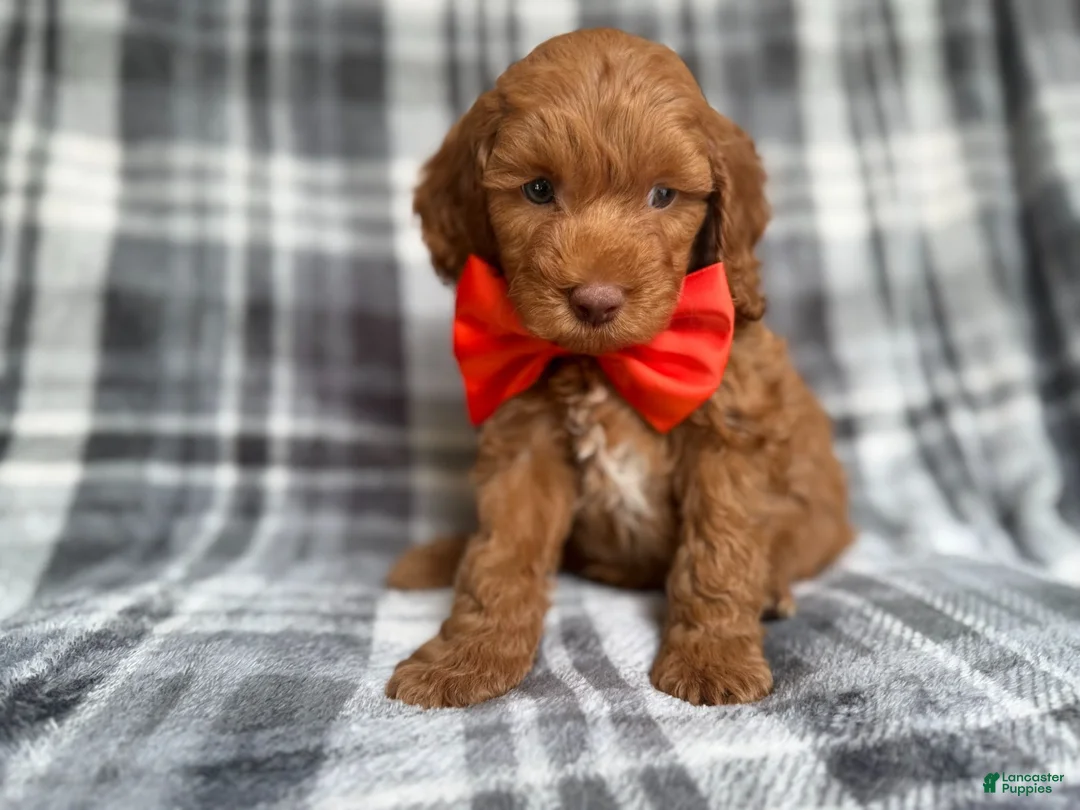 Cockapoo dogs for sale: Max - Ad 2