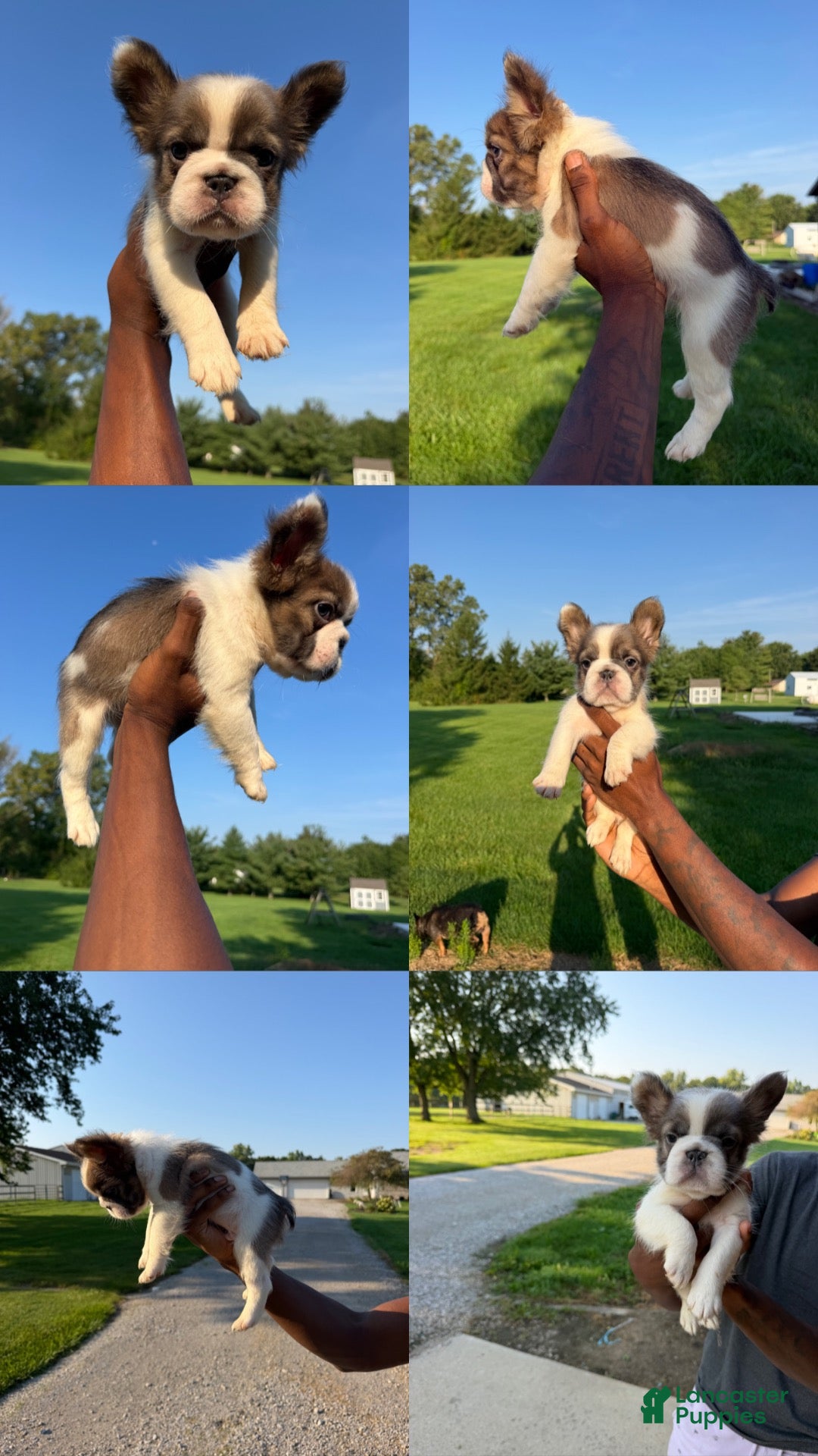 French Bulldog dogs French Bulldog 1 - Ad 1