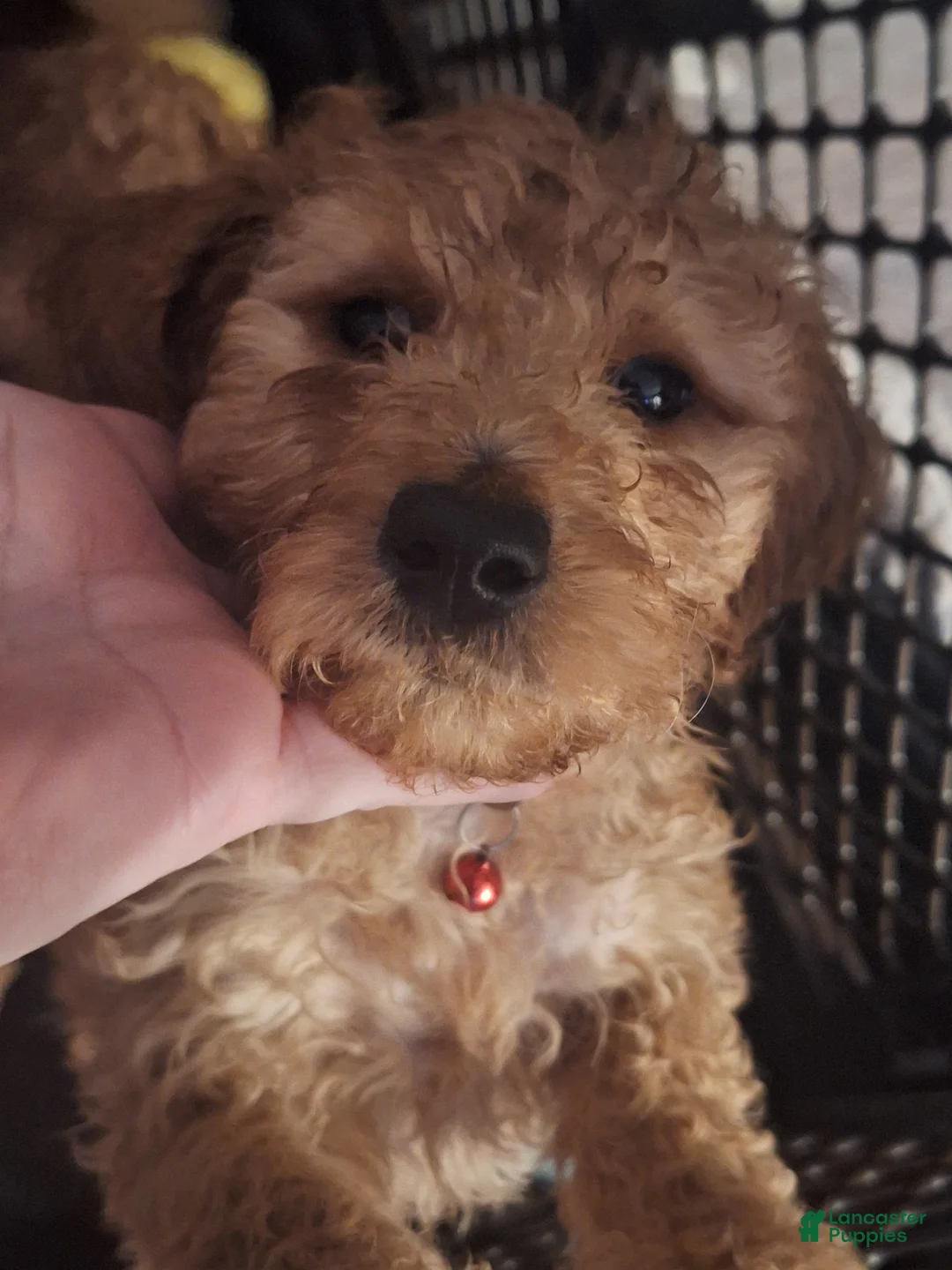Goldendoodle dogs for sale: Goldendoodle Puppy 5 - Ad 1