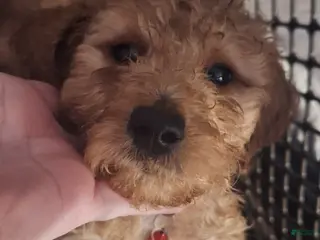 Goldendoodle dogs for sale: Goldendoodle Puppy 5 - Ad 2