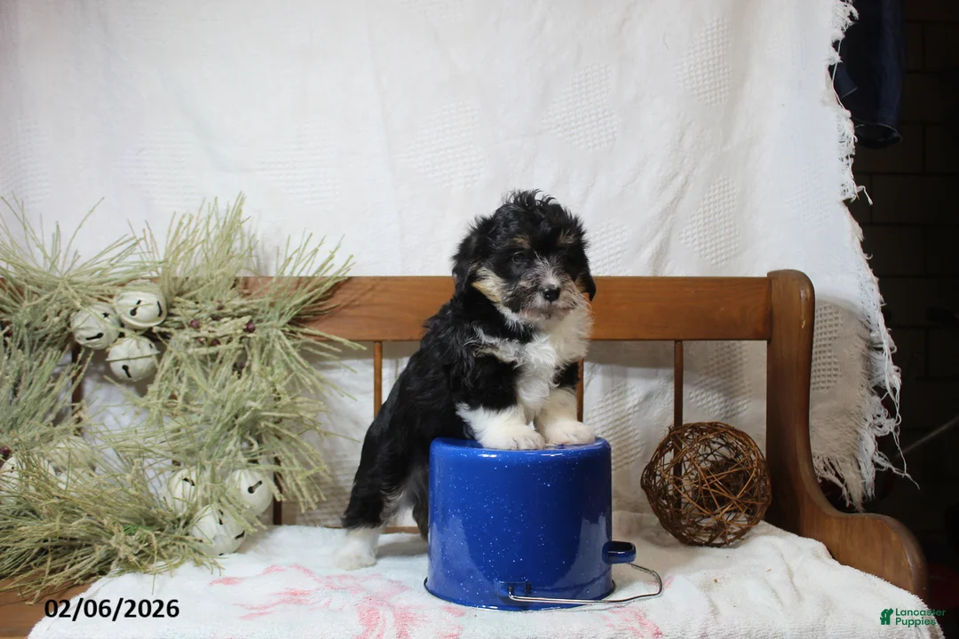 Corgipoo dogs for sale: Tim - Ad 4