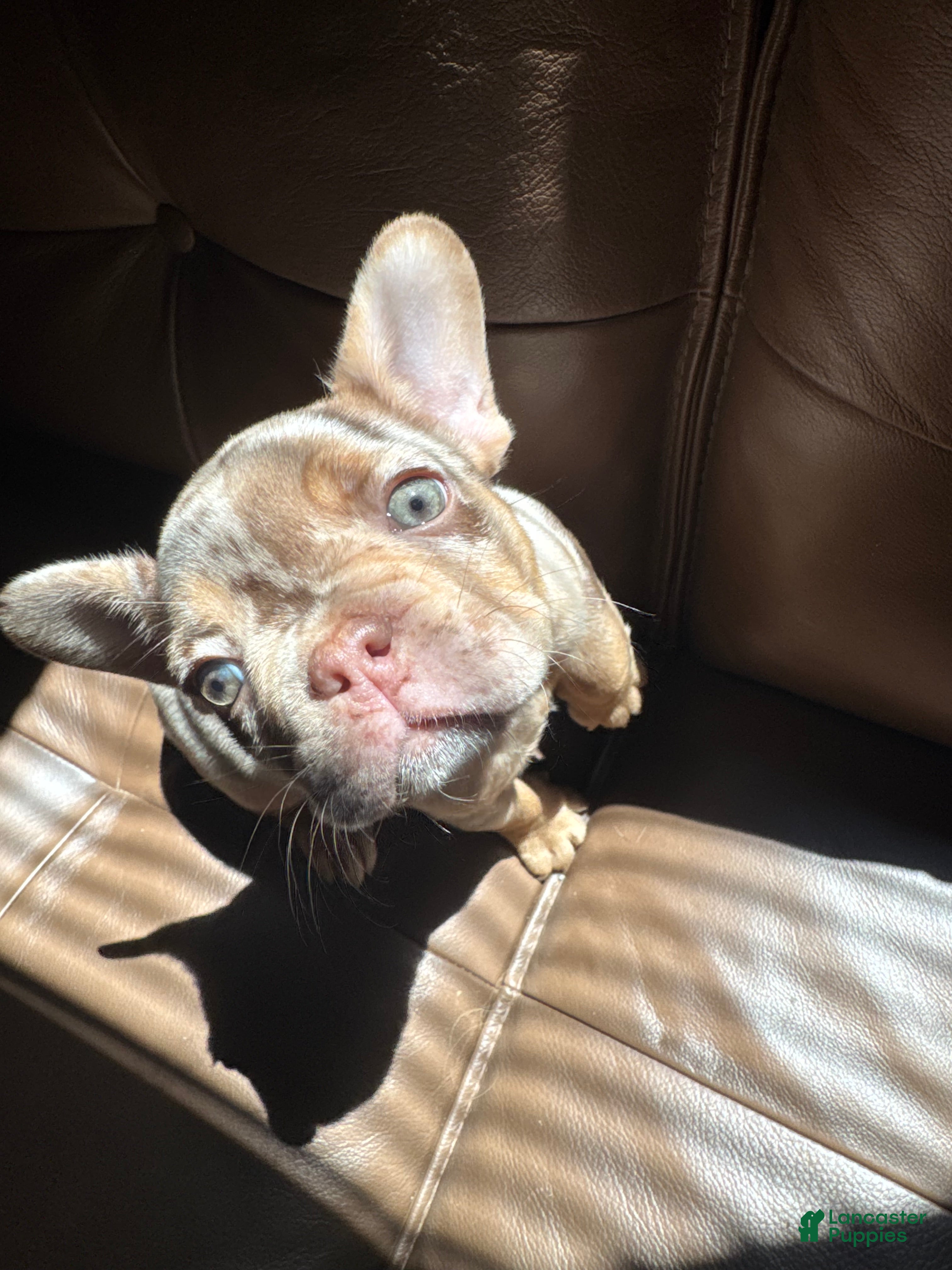 French Bulldog dogs DEATH BECOMES HER - Ad 1