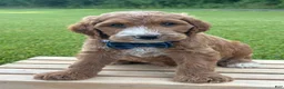 Irish Doodle dogs for sale: Tucker - Ad 1