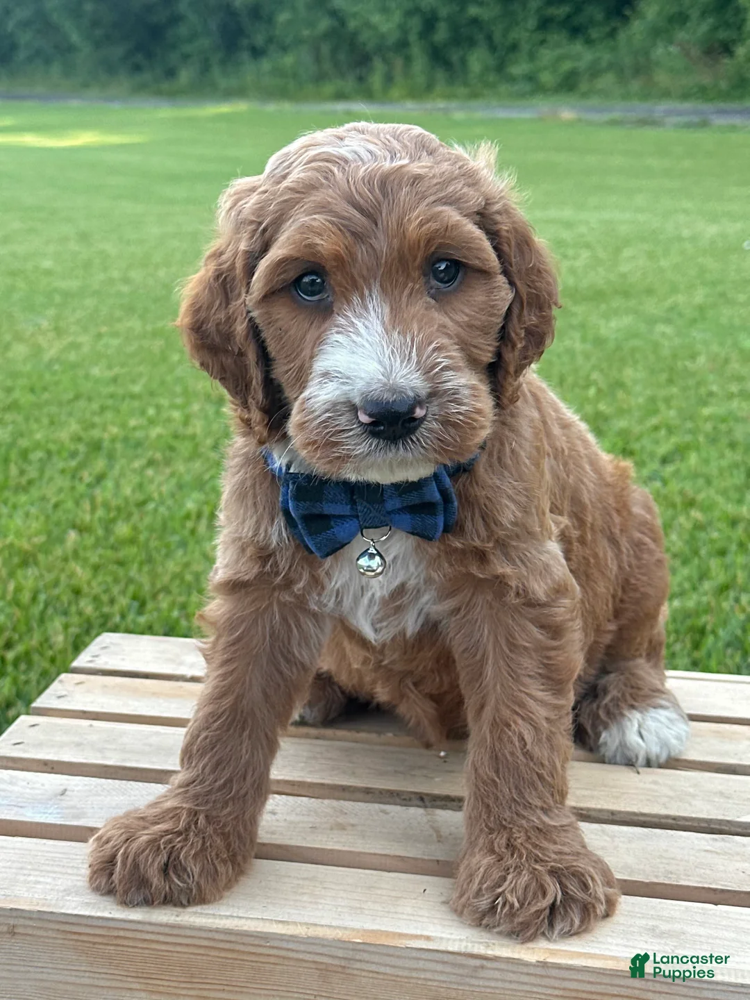 Irish Doodle dogs for sale: Tucker - Ad 1