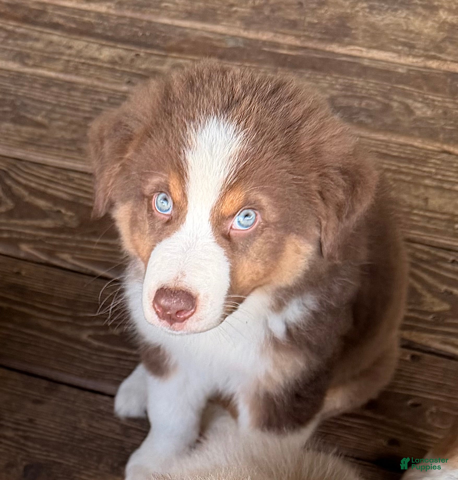 Australian Shepherd dogs AKC 5 Cash - Ad 1