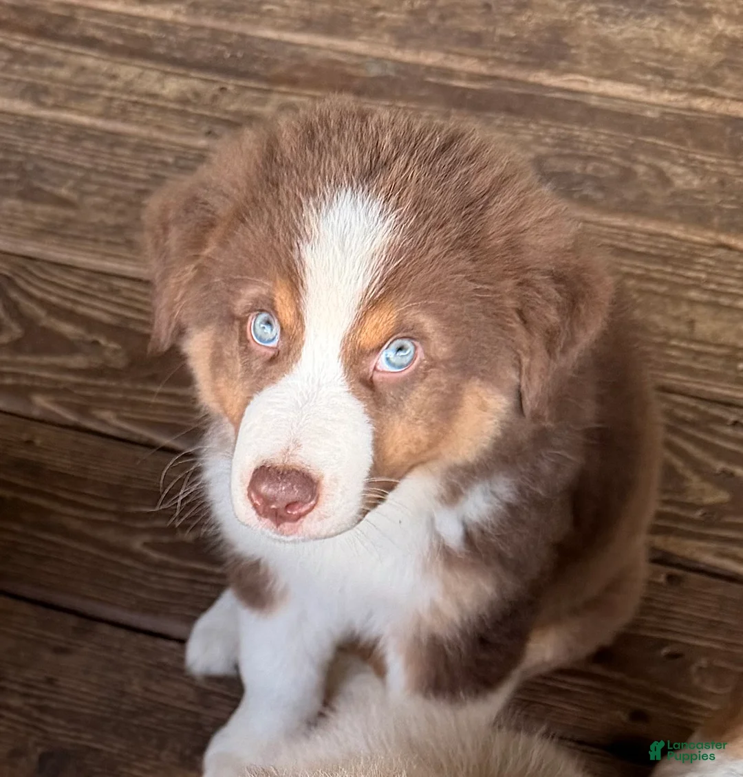 Australian Shepherd dogs for sale: AKC 5 Cash - Ad 1