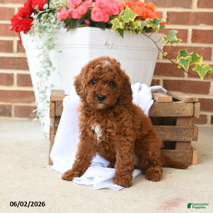 Miniature Poodle dogs for sale: Cocoa - Ad 3