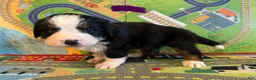 Bernese Mountain Dog dogs for sale: Purple - Ad 4