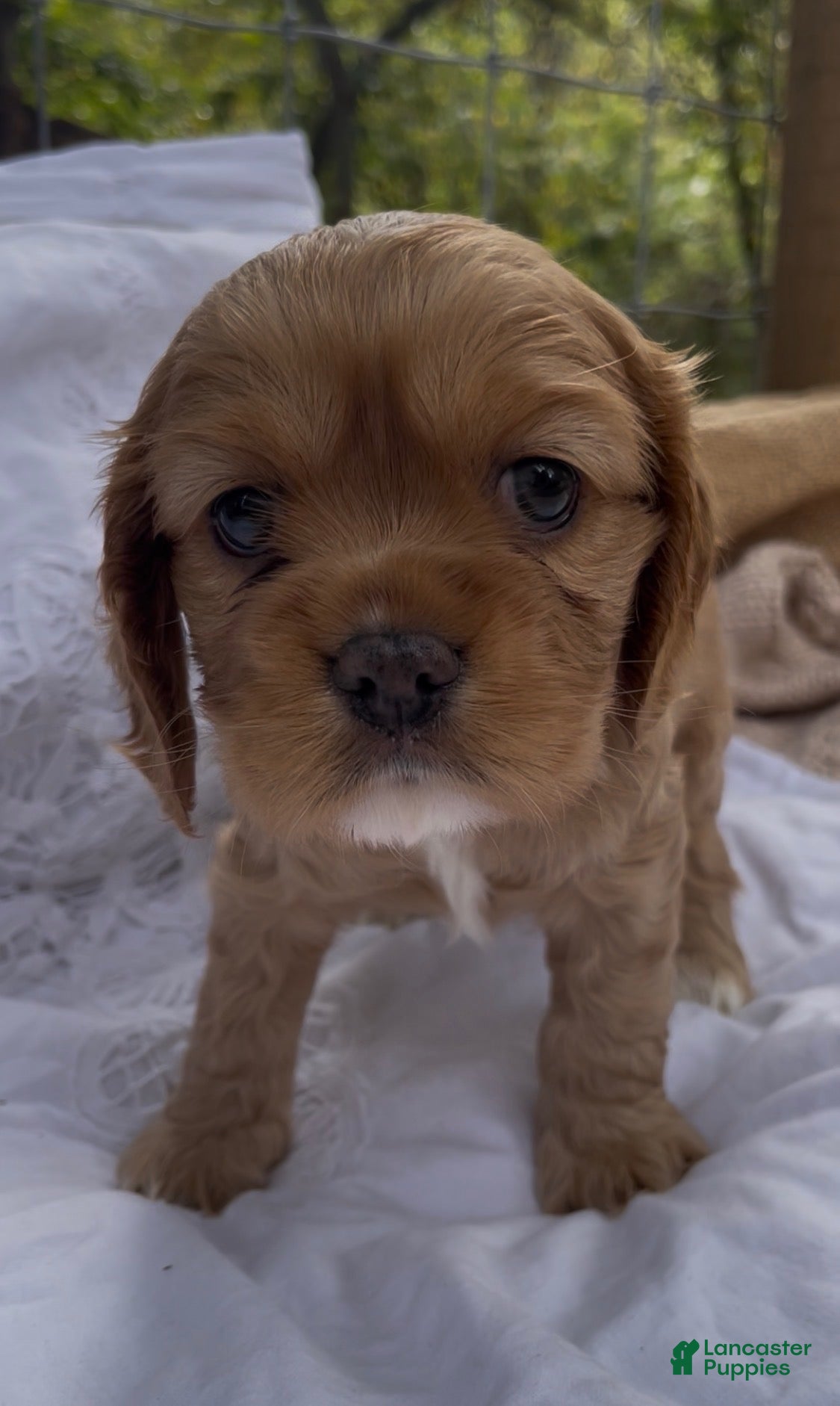 Mixed Breed dogs Noël - Ad 1