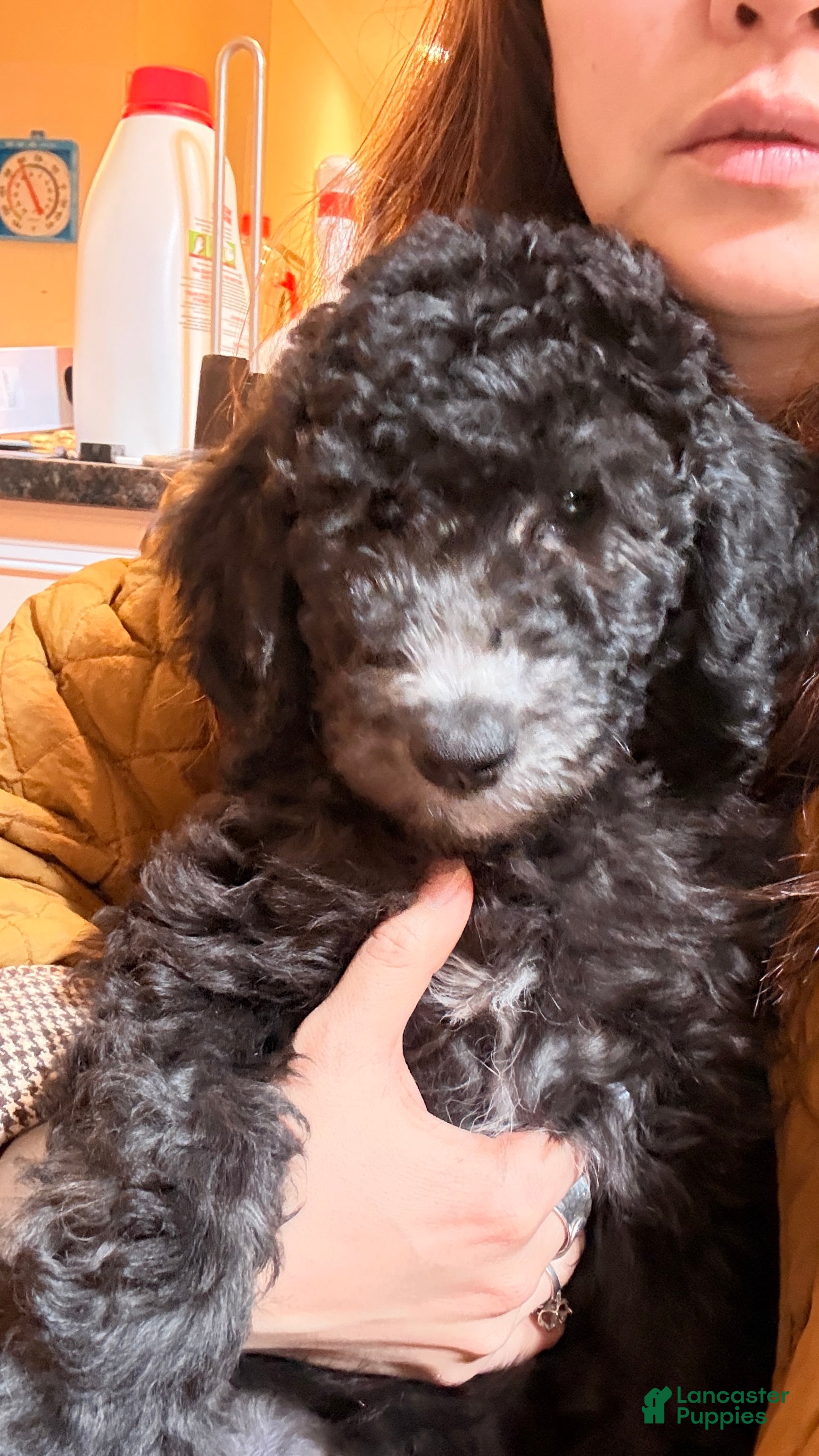 Standard Poodle dogs Standard Poodle Puppy 4 - Ad 1