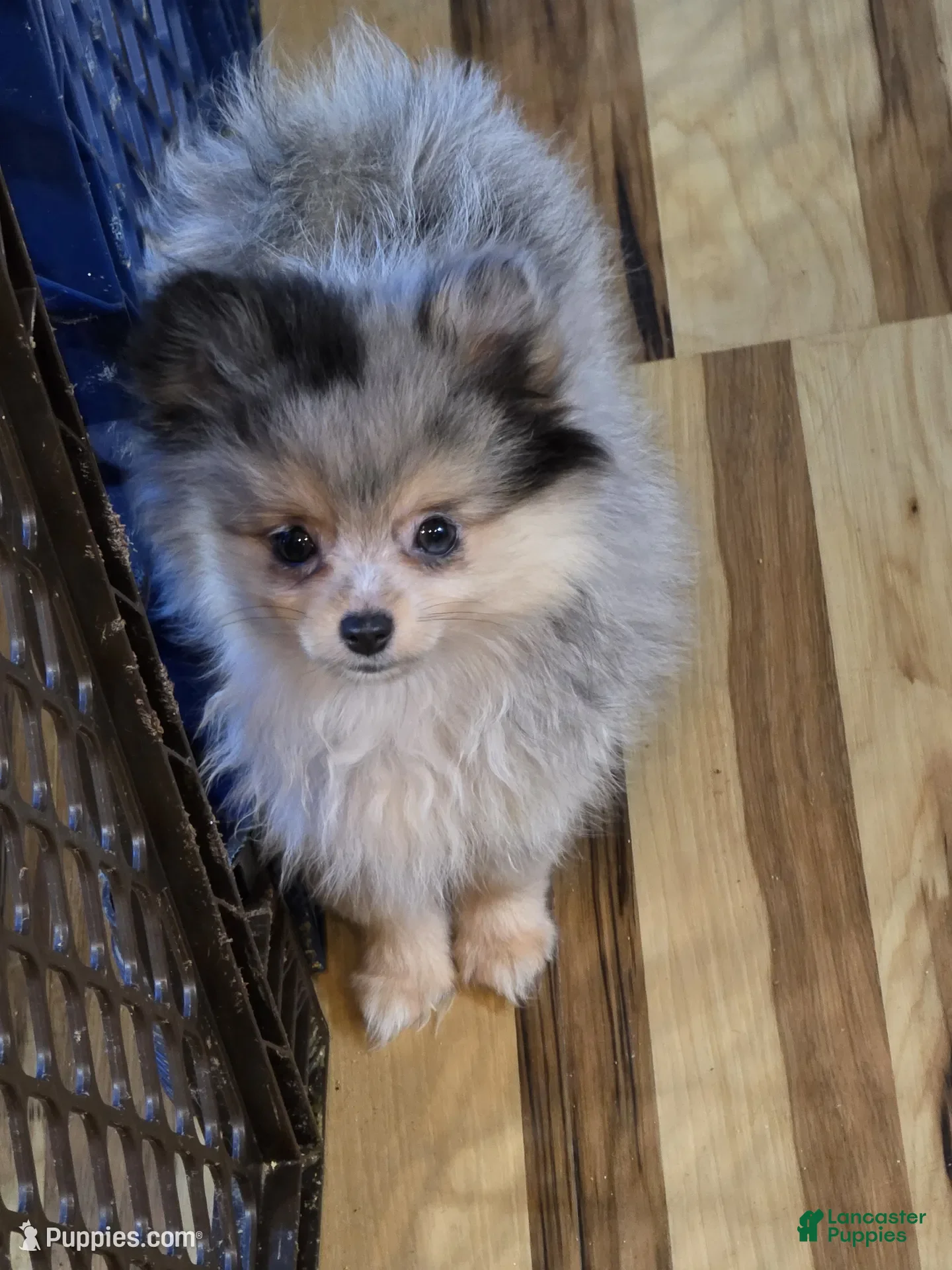 Pomeranian dogs Akc ginger  - Ad 35